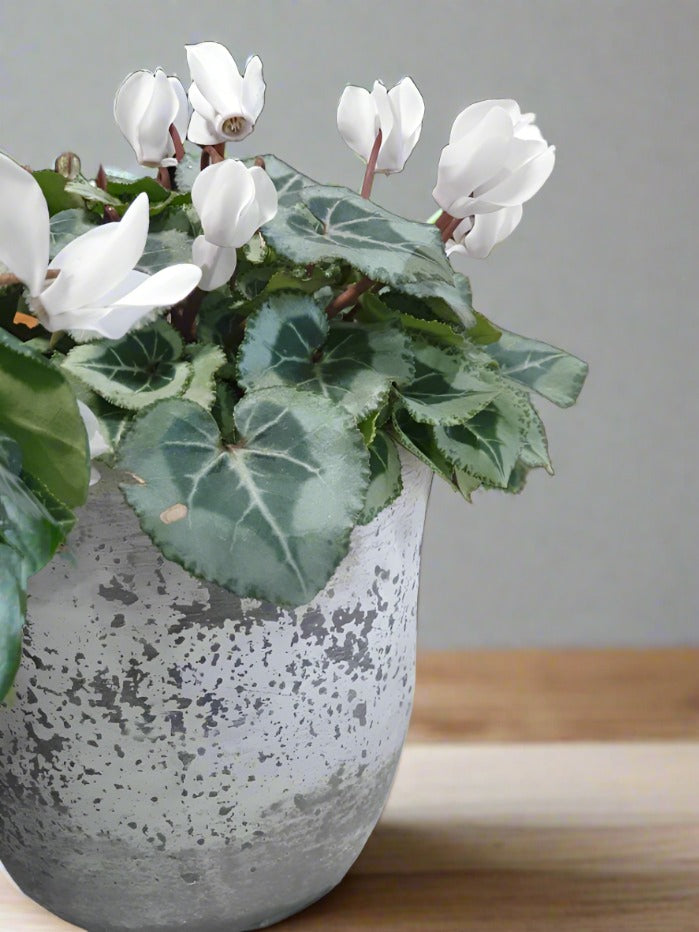 Cement Pot