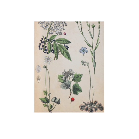 Field Botany Tea Towel | 100% Pure Linen