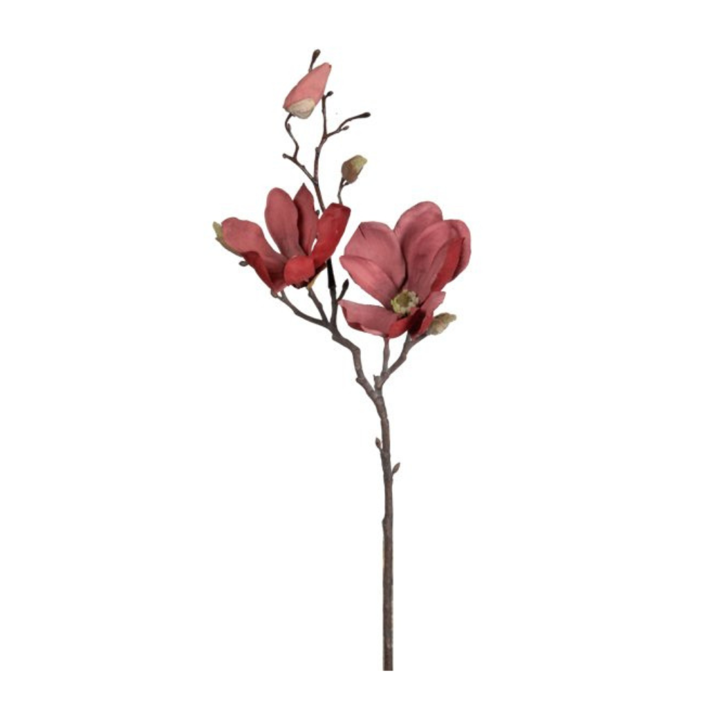 Magnolia stem