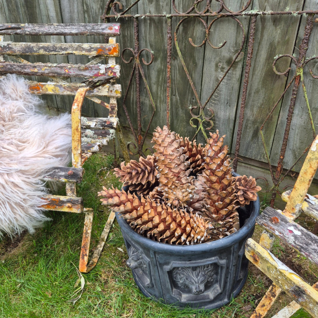 Giant Sugar Pine Cones | Set of 6