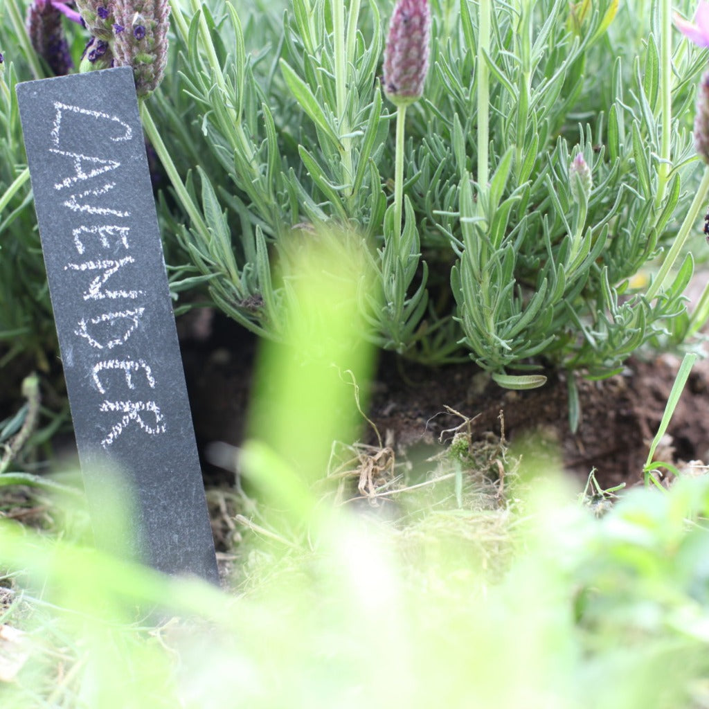 Slate Planter Sticks