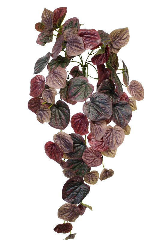 peperomia caperata bush