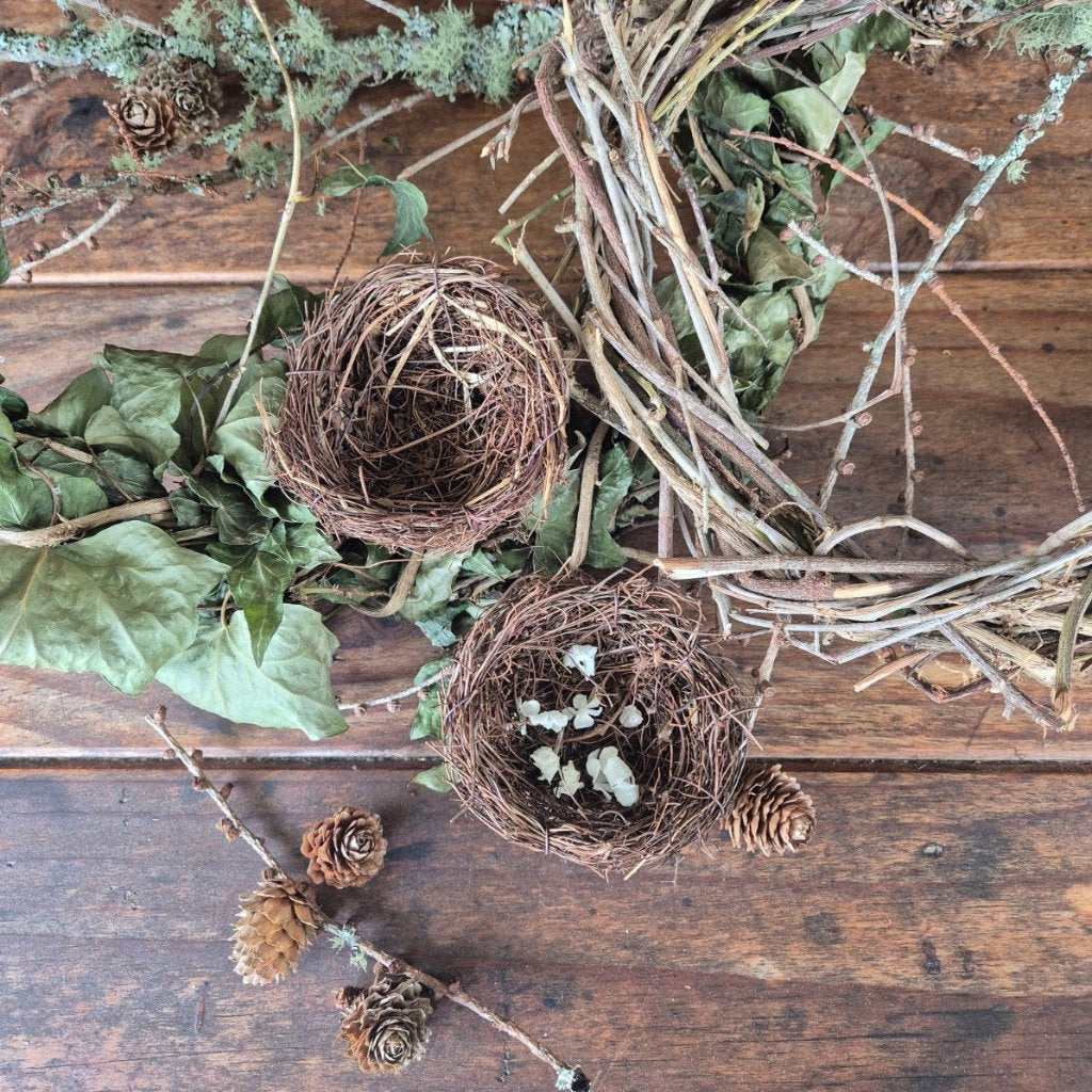 Forest Birds Nest