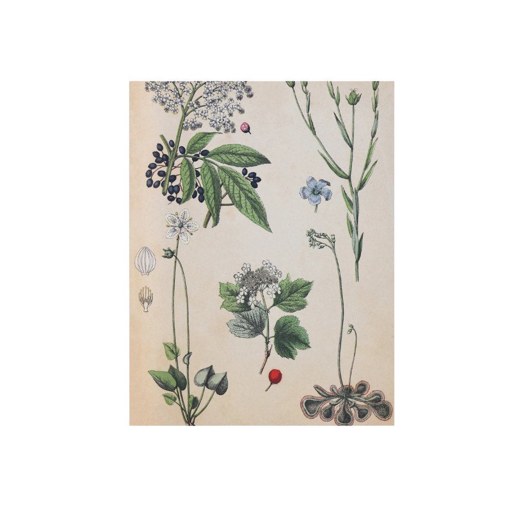 Field Botany Tea Towel | 100% Pure Linen