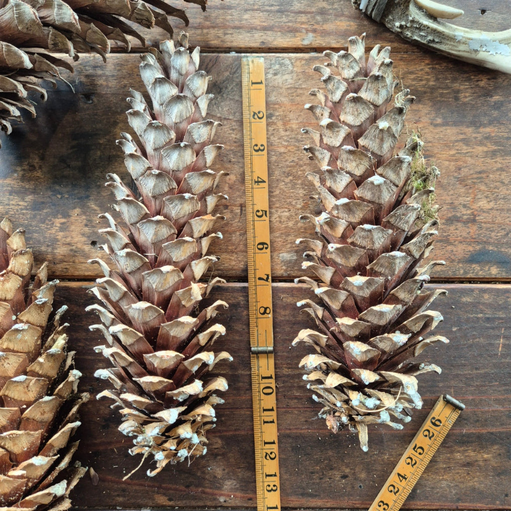 Two large dried pinecones on a wooden surface with a measuring tape for scale.