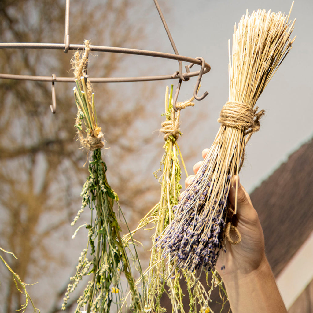 Lavender herb drying