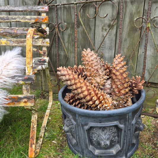Decorative planter with pinecones against a rustic metal gate background