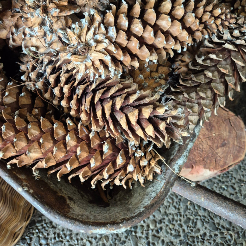 Pine cones in a metal container on a textured surface