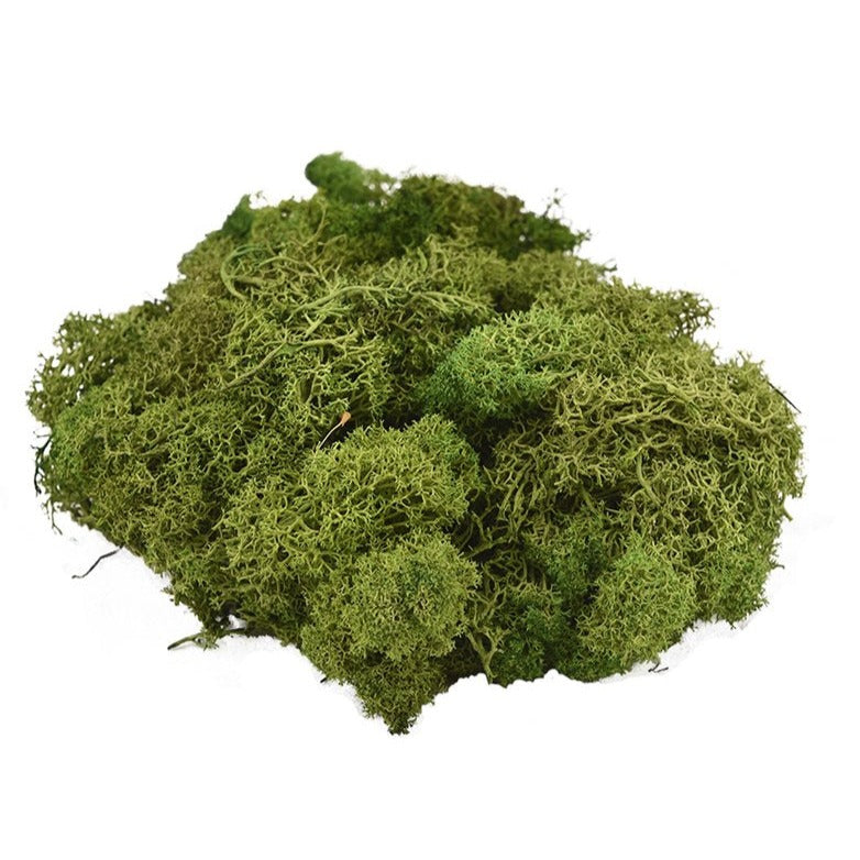 real moss