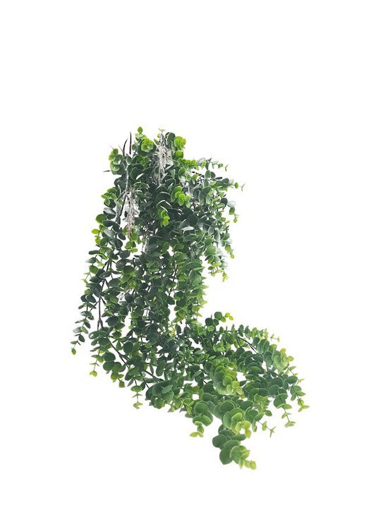 hanging-eucalyptus plant