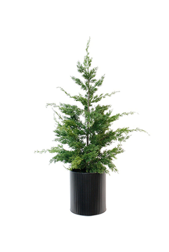 Cedar Tree in Black Metal Pot